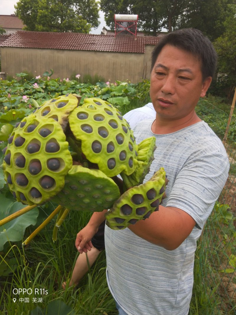 铁莲子白莲子种苗原产地直销、一手货源，价格优惠