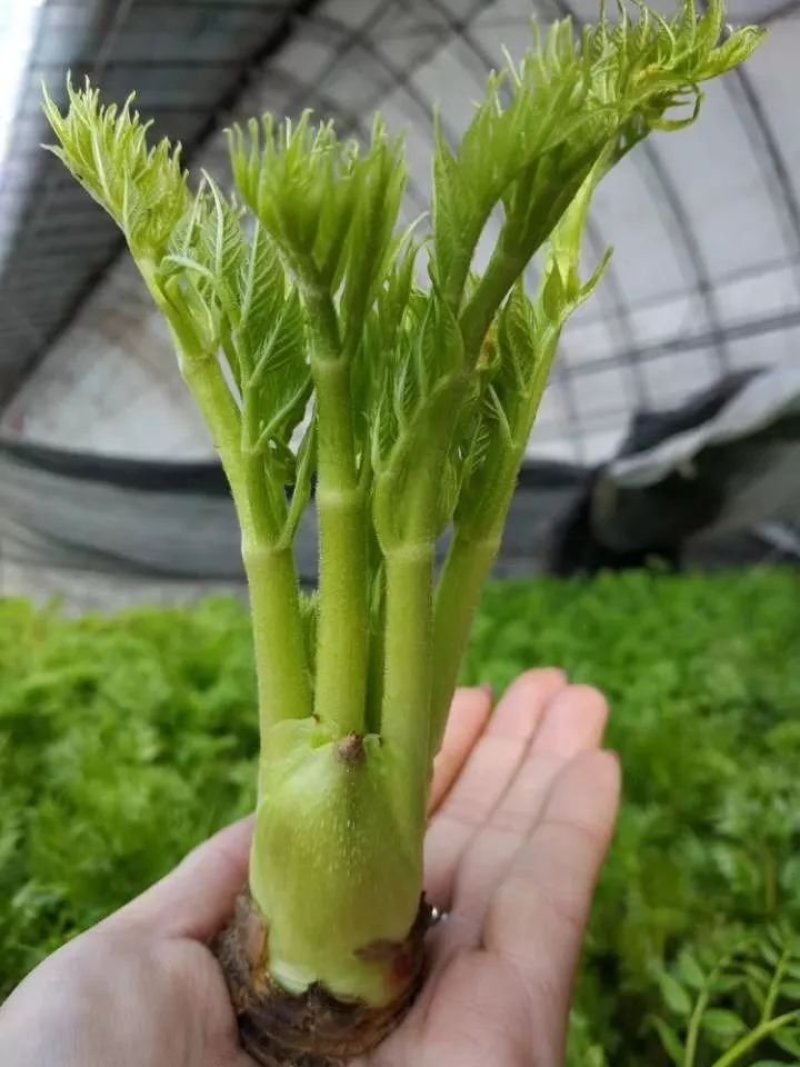 刺嫩芽