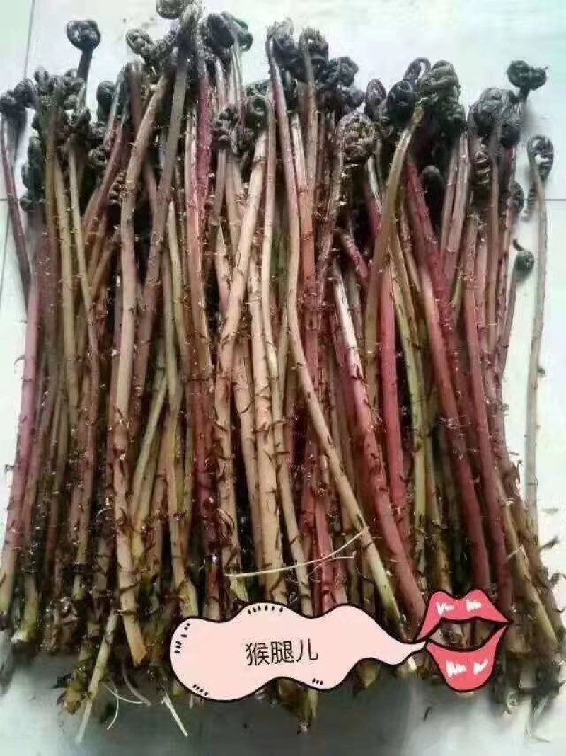 刺嫩芽