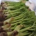 刺嫩芽