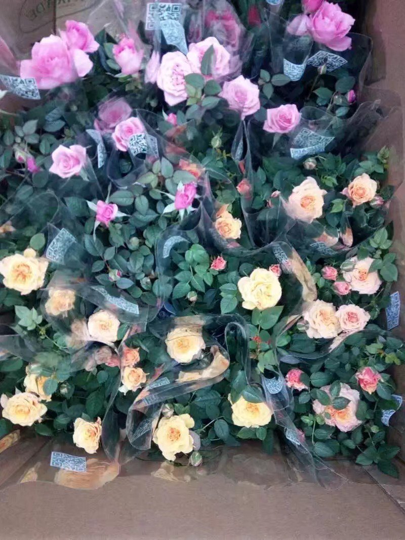 月季嫁接月季高杆月季品种月季丰花月季颜色各异品种齐全