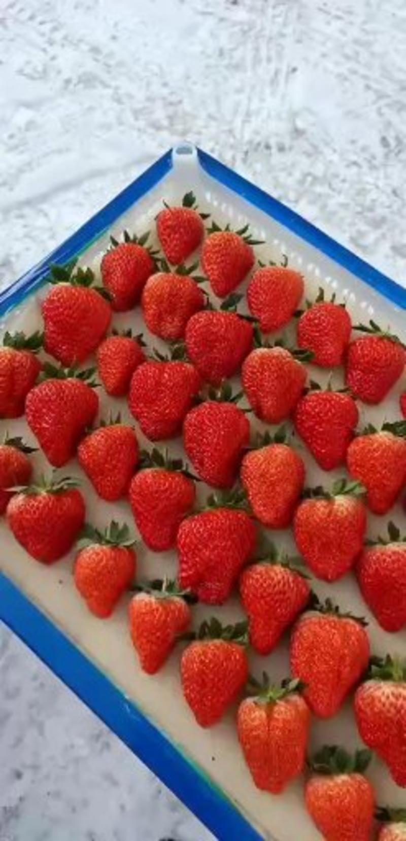 丹东九九奶油草莓