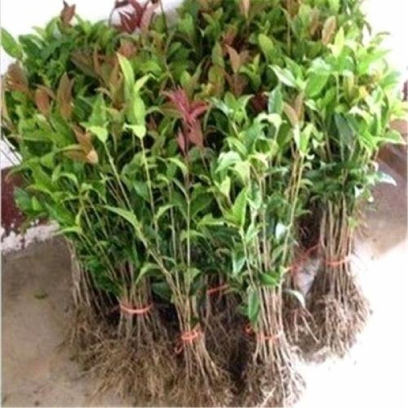 桂花苗，丹桂苗，桂花小苗，桂花树，小桂花树苗
