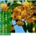 桂花苗，丹桂苗，桂花小苗，桂花树，小桂花树苗