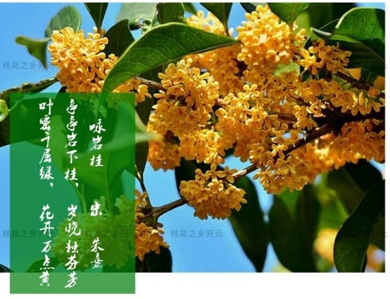 桂花苗，丹桂苗，桂花小苗，桂花树，小桂花树苗