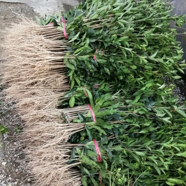 桂花苗，丹桂苗，桂花小苗，桂花树，小桂花树苗