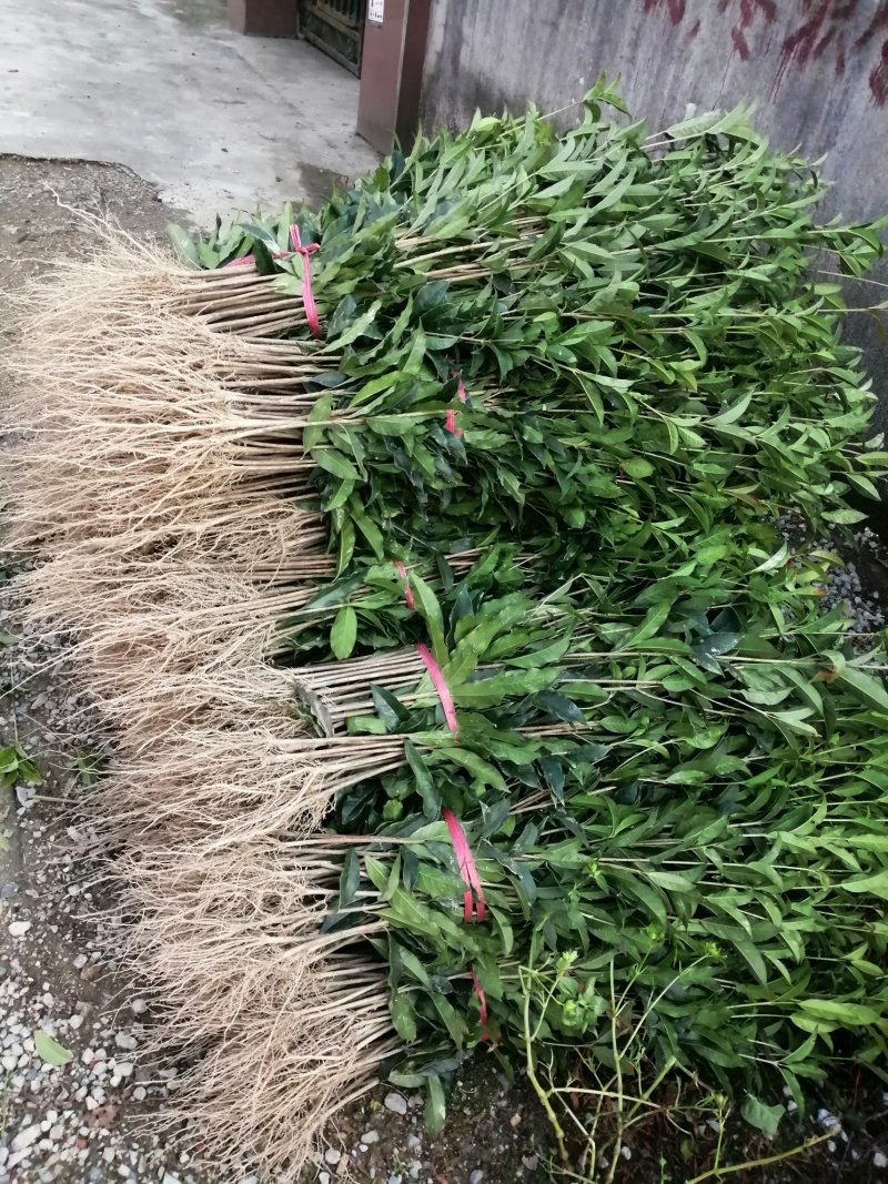 桂花苗，丹桂苗，桂花小苗，桂花树，小桂花树苗