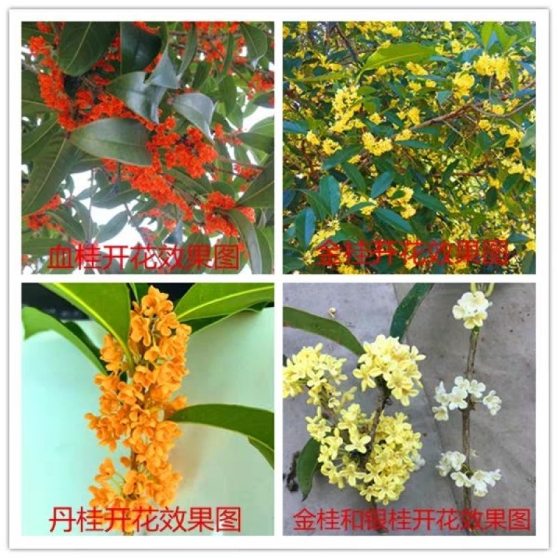 桂花苗，丹桂苗，桂花小苗，桂花树，小桂花树苗