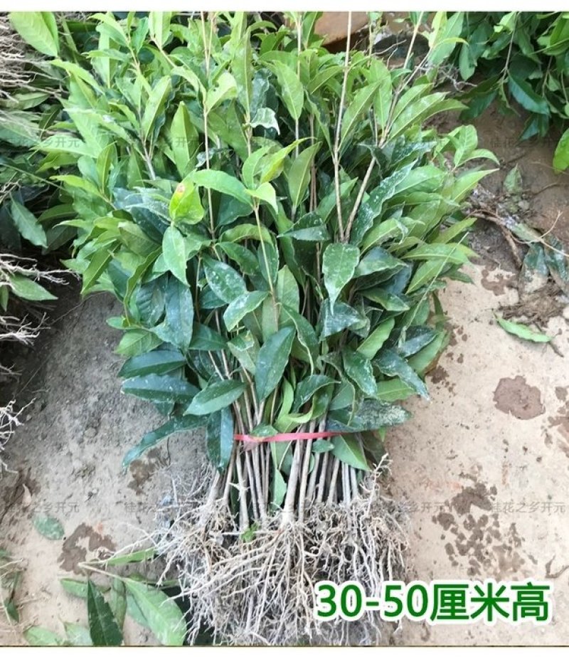 桂花苗，丹桂苗，桂花小苗，桂花树，小桂花树苗