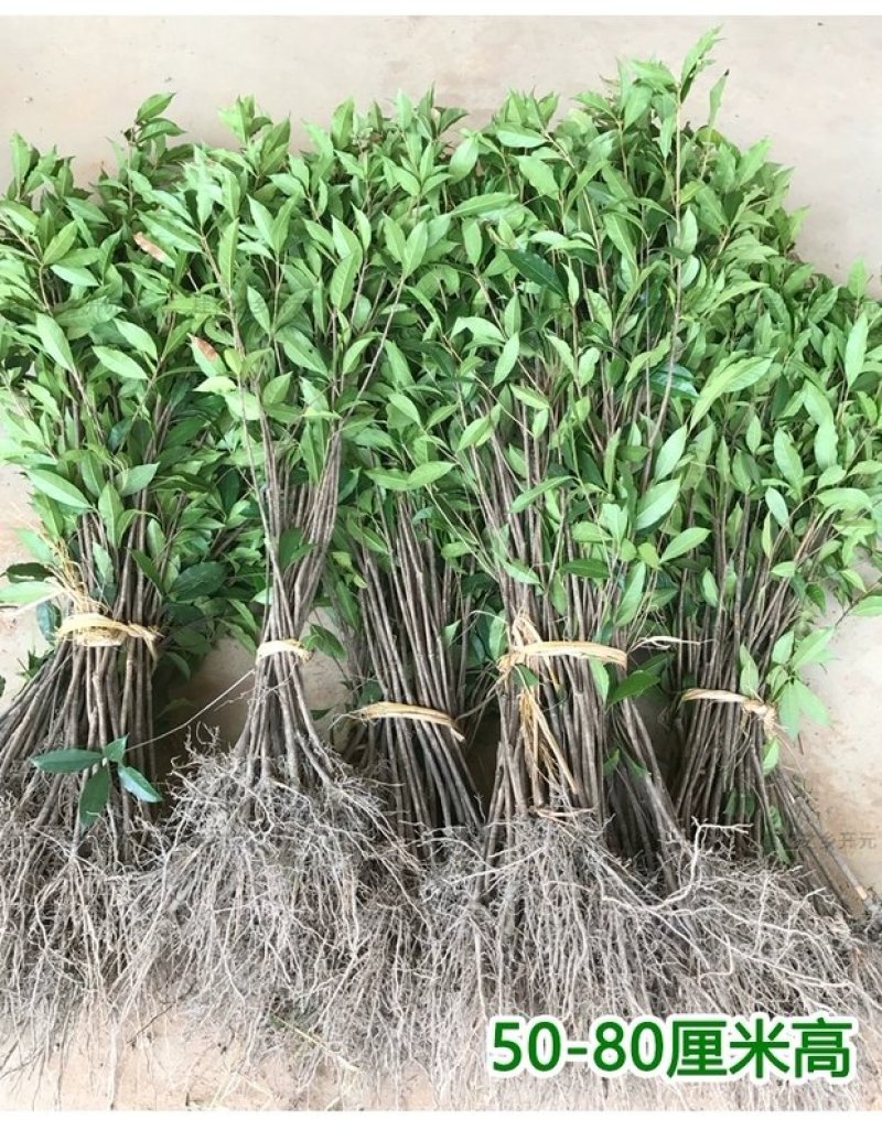 桂花苗，丹桂苗，桂花小苗，桂花树，小桂花树苗