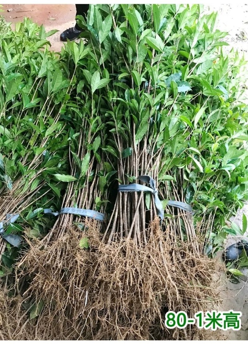 桂花苗，丹桂苗，桂花小苗，桂花树，小桂花树苗
