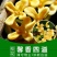 桂花苗，丹桂苗，桂花小苗，桂花树，小桂花树苗