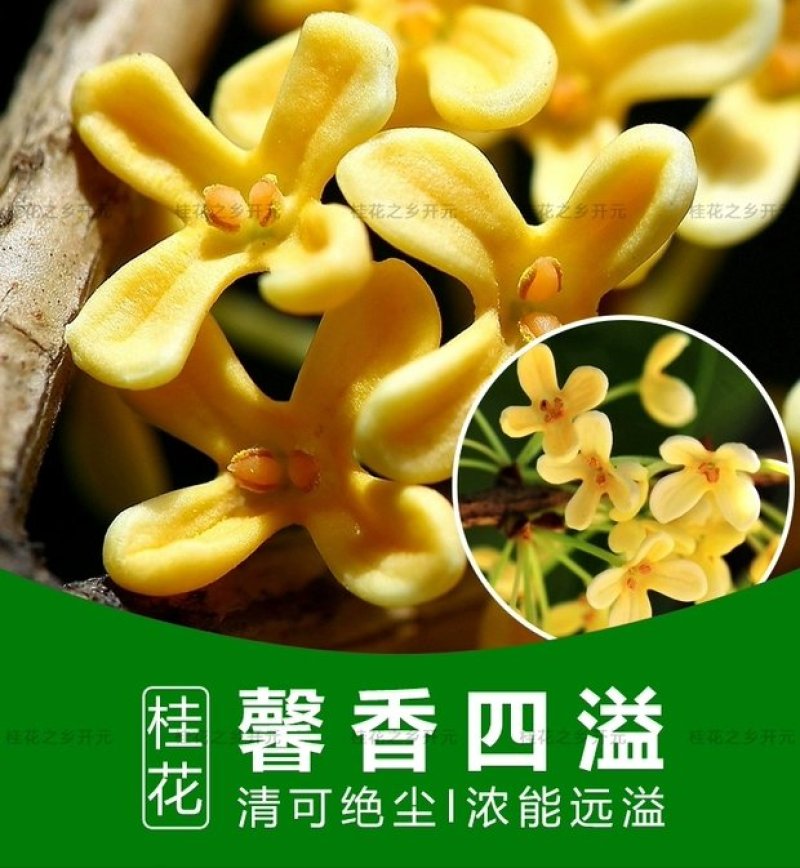 桂花苗，丹桂苗，桂花小苗，桂花树，小桂花树苗
