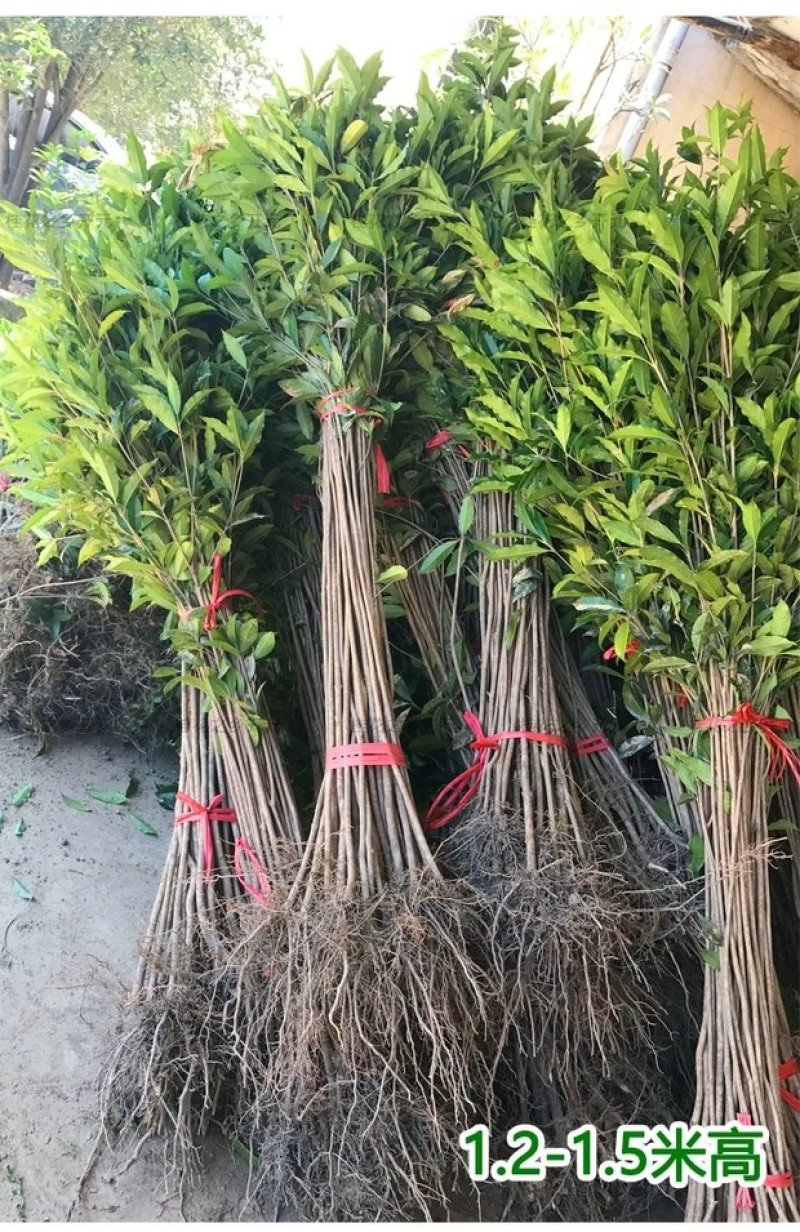 桂花苗，丹桂苗，桂花小苗，桂花树，小桂花树苗
