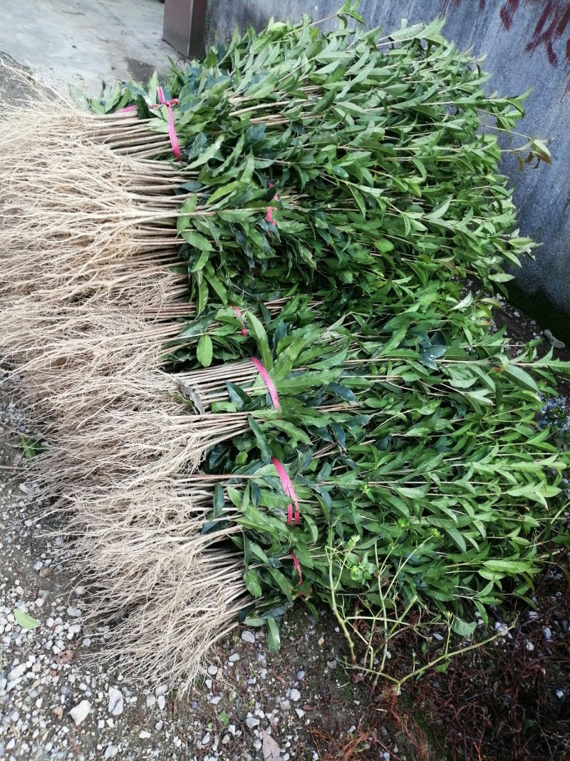 桂花苗，丹桂苗，桂花小苗，桂花树，小桂花树苗