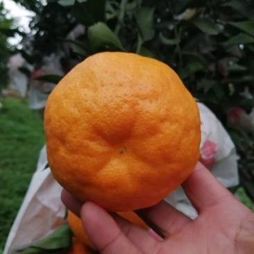 春见,耙耙柑漂亮,味道好,货源充足,大量上市