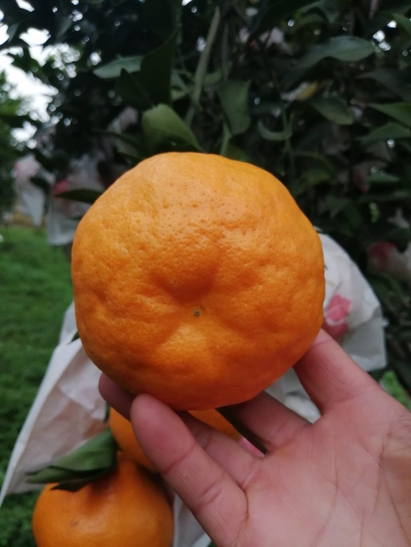 春见，耙耙柑漂亮，味道好，货源充足，大量上市