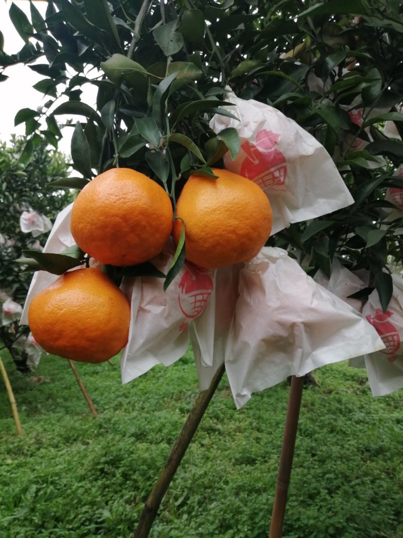 春见，耙耙柑漂亮，味道好，货源充足，大量上市