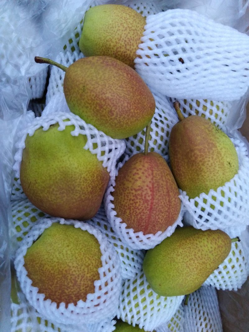 香梨
