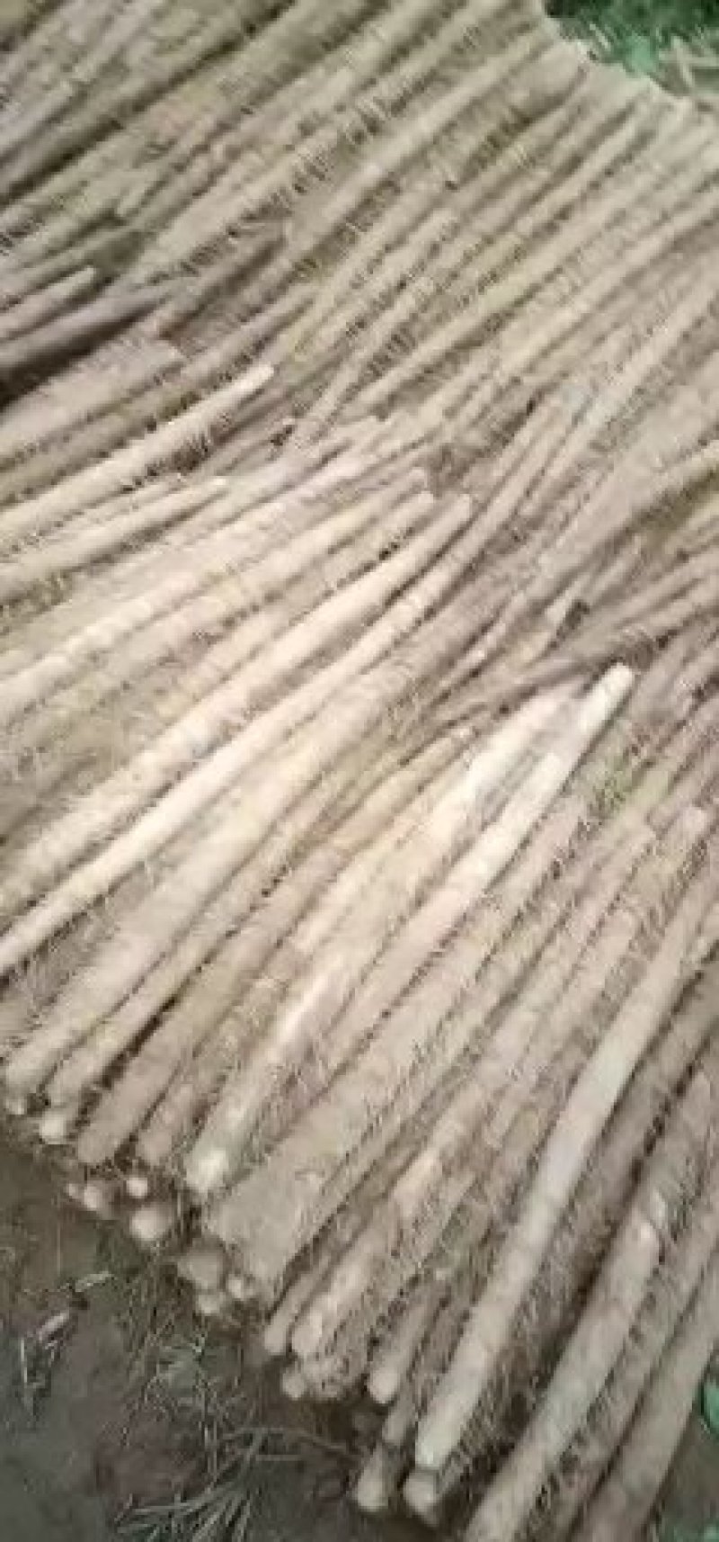 白玉山药，日本白山药价格大掉价了大量供应