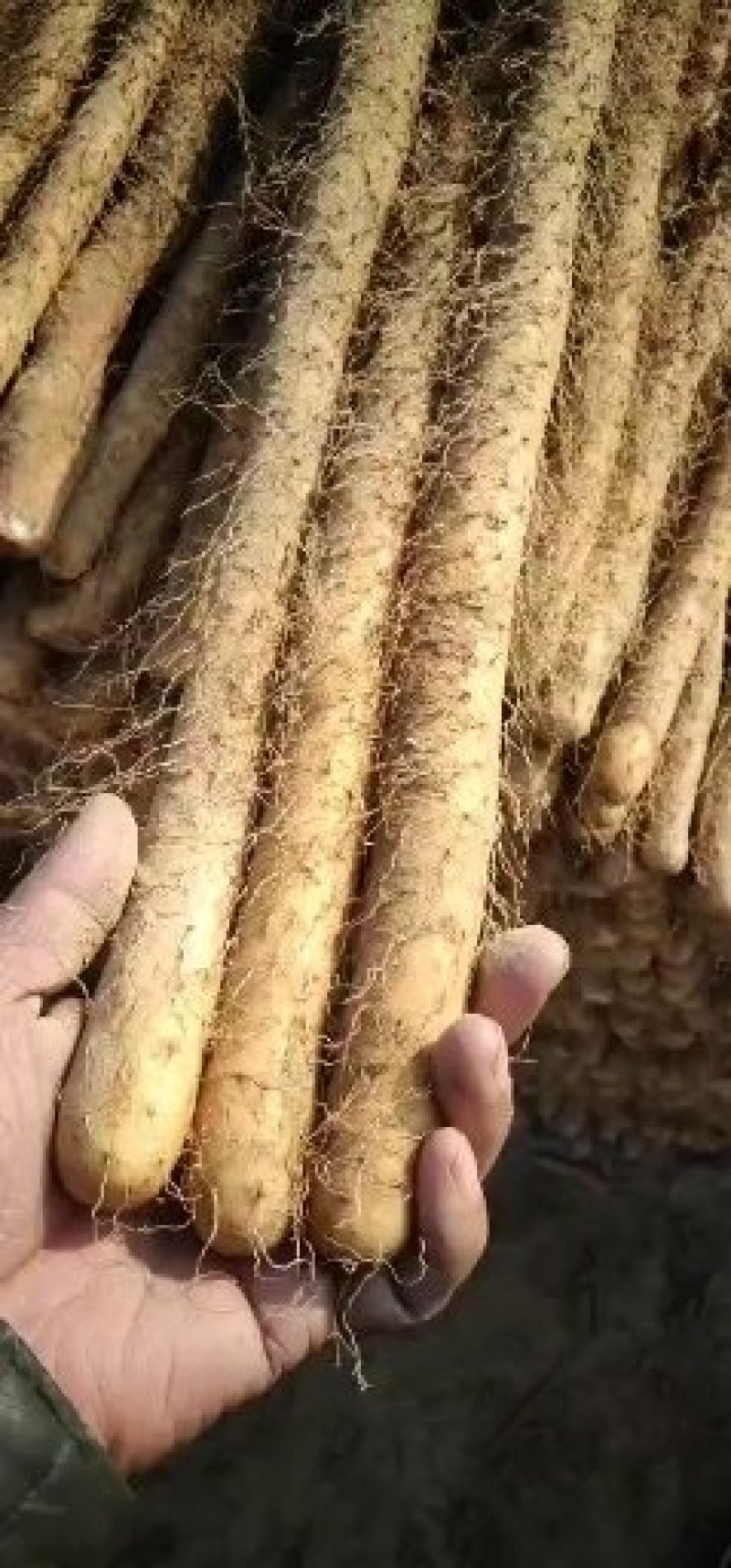 白玉山药，日本白山药价格大掉价了大量供应