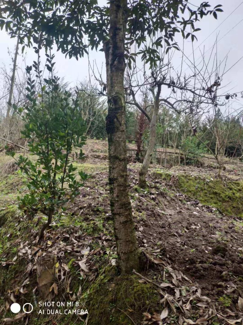正宗江西中花吴茱萸嫁接苗
