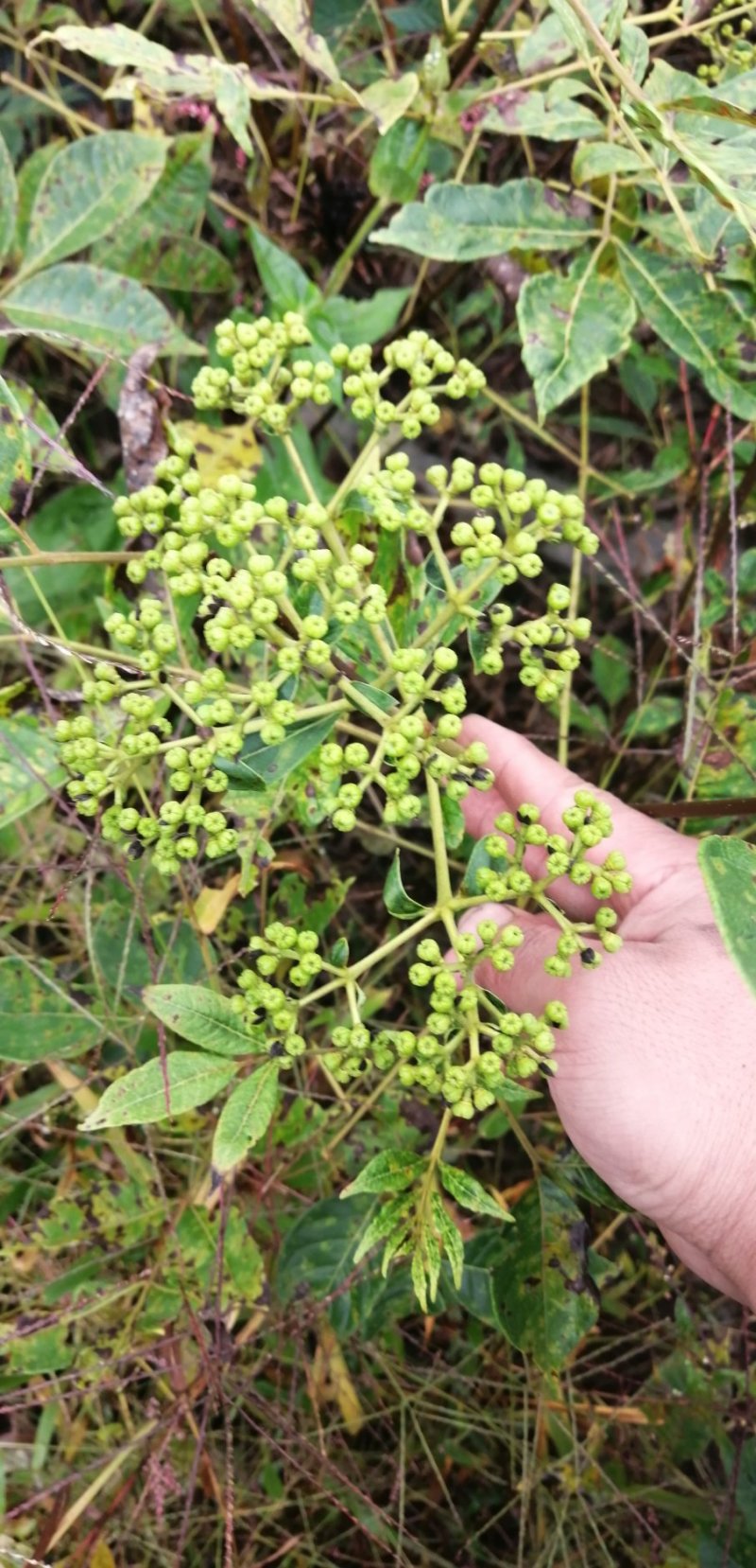 正宗江西中花吴茱萸嫁接苗