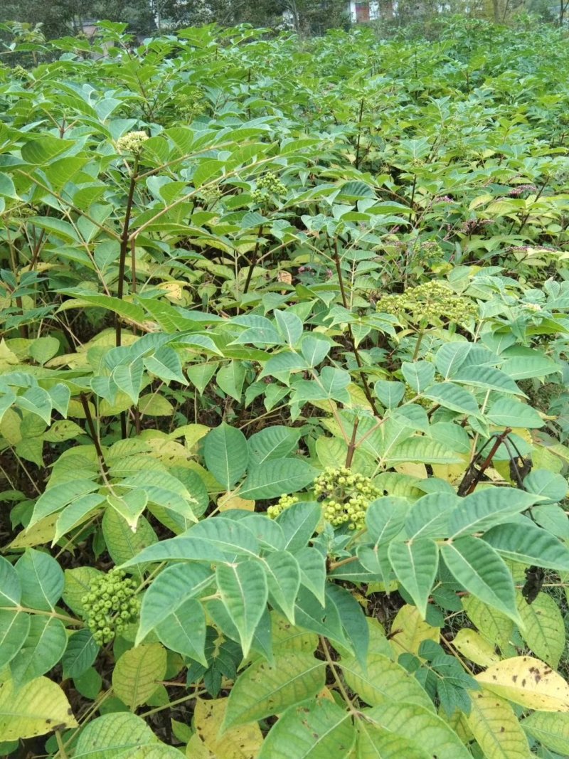 正宗江西中花吴茱萸嫁接苗