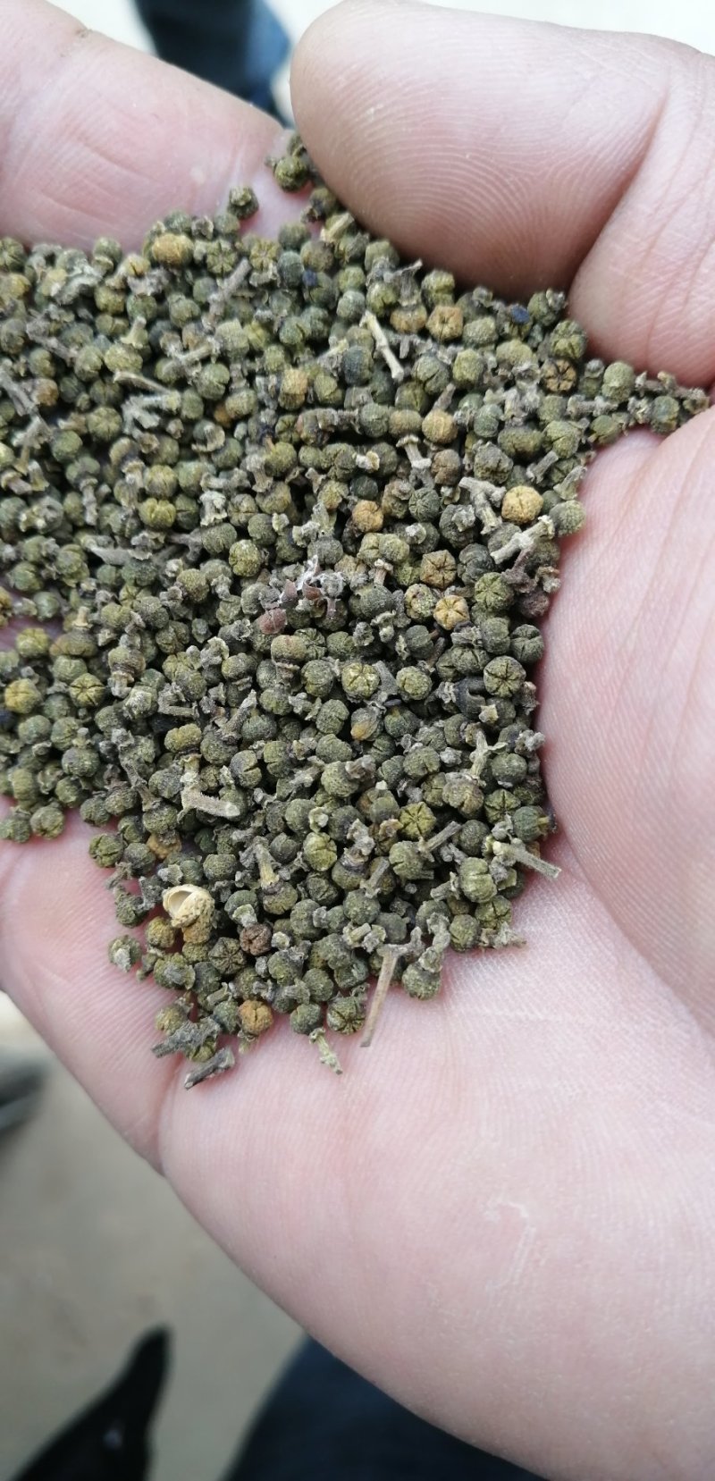 正宗江西中花吴茱萸嫁接苗
