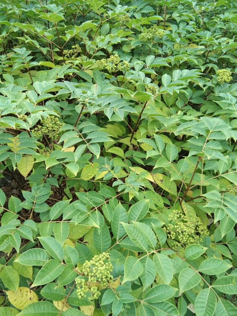 正宗江西中花吴茱萸嫁接苗