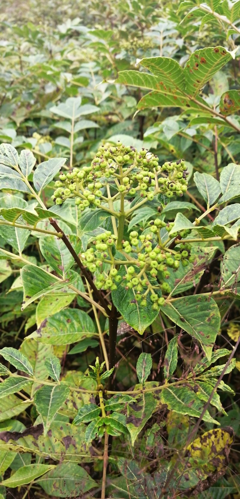 正宗江西中花吴茱萸嫁接苗