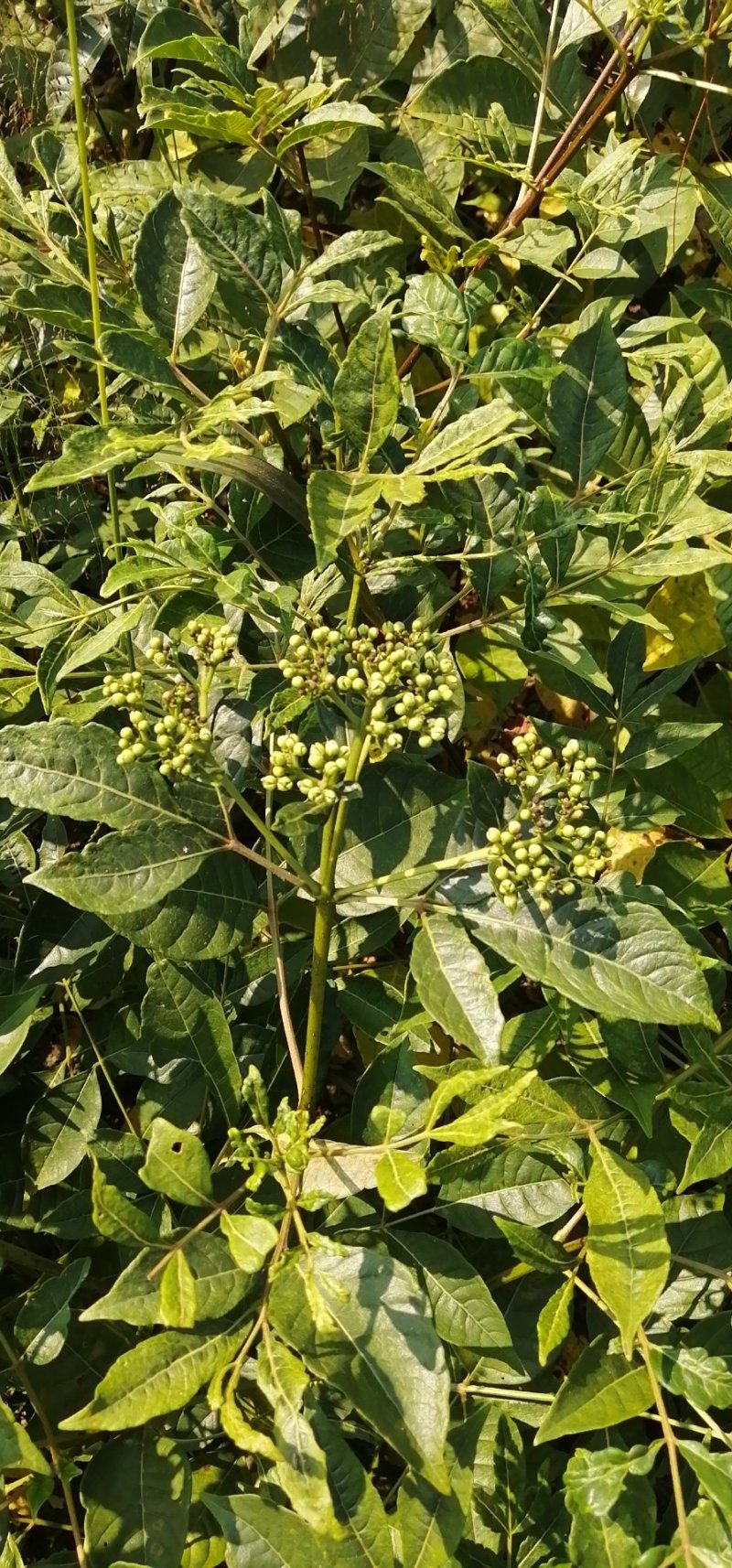 正宗江西中花吴茱萸嫁接苗