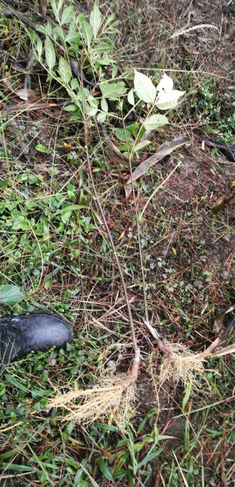 正宗江西中花吴茱萸嫁接苗