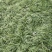 麦冬草，沿阶草，绿化专用草，四季长青，药食共用