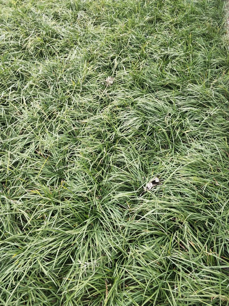 麦冬草，沿阶草，绿化专用草，四季长青，药食共用