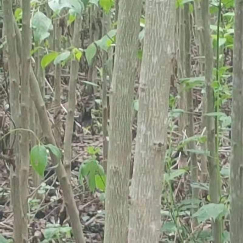 特大号厚朴苗，，，
