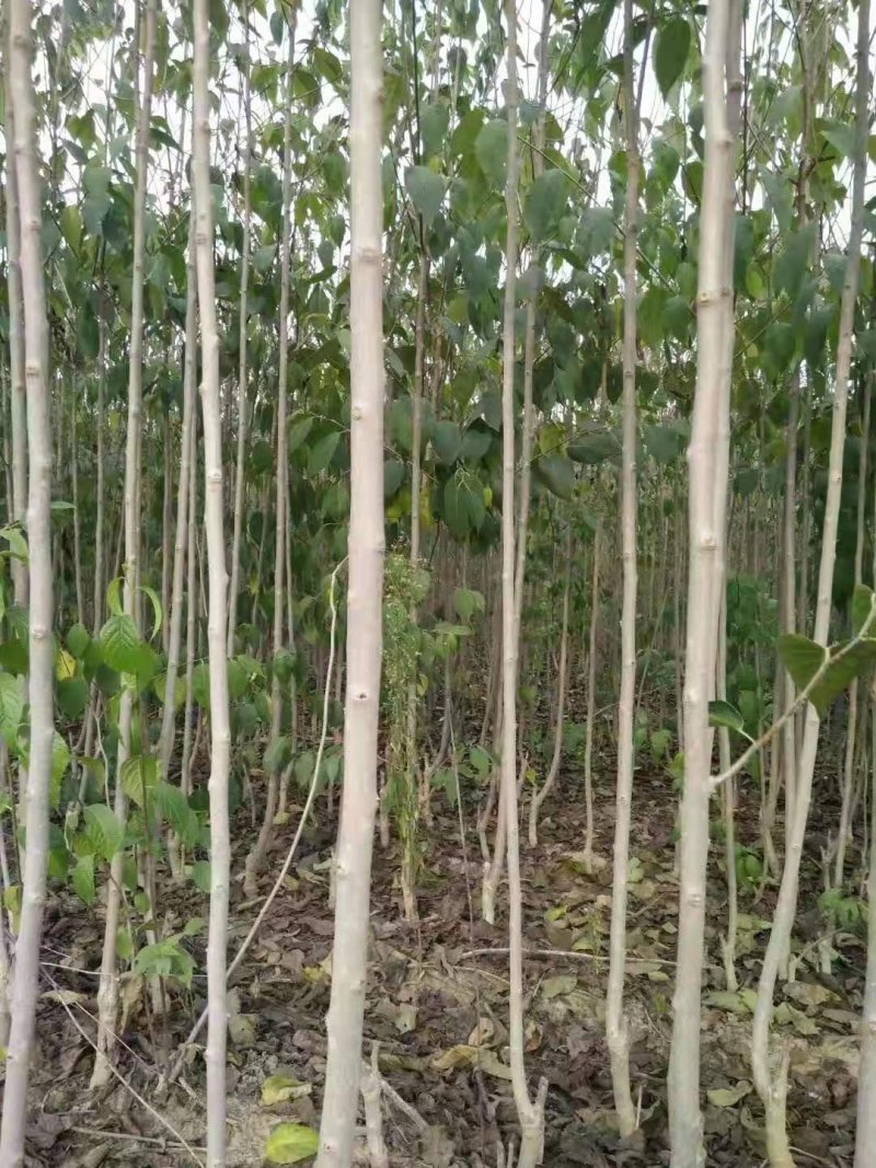 特大号厚朴苗，，，