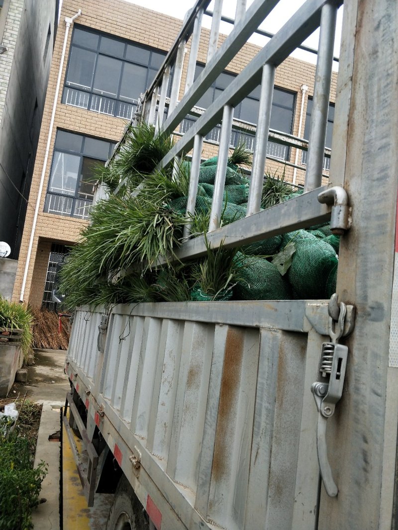 麦冬草，沿阶草，绿化专用草，四季长青，药食共用