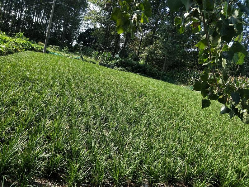 麦冬草，沿阶草，绿化专用草，四季长青，药食共用