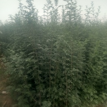 出售金品一年移栽对节白蜡苗