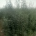 出售金品一年移栽对节白蜡苗