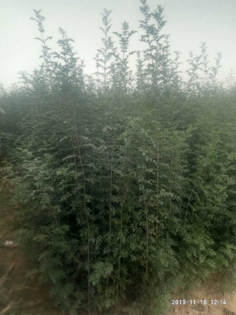 出售金品一年移栽对节白蜡苗