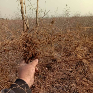 悠悠枣苗产地直发欢迎选购量大从优！！！