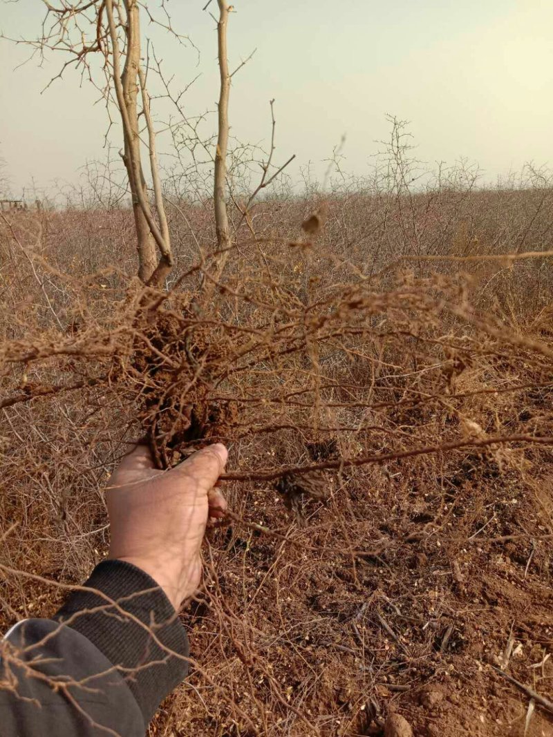 悠悠枣苗产地直发欢迎选购量大从优！！！