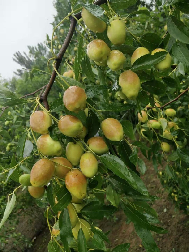悠悠枣苗产地直发欢迎选购量大从优！！！