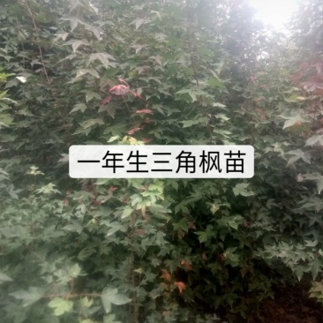 苗木种苗