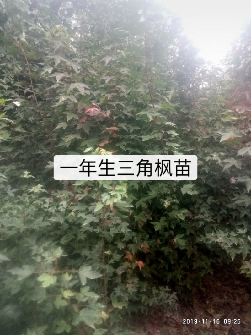 苗木种苗
