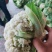 松花白面青梗，白菜花，基地直供，专业诚信代办！