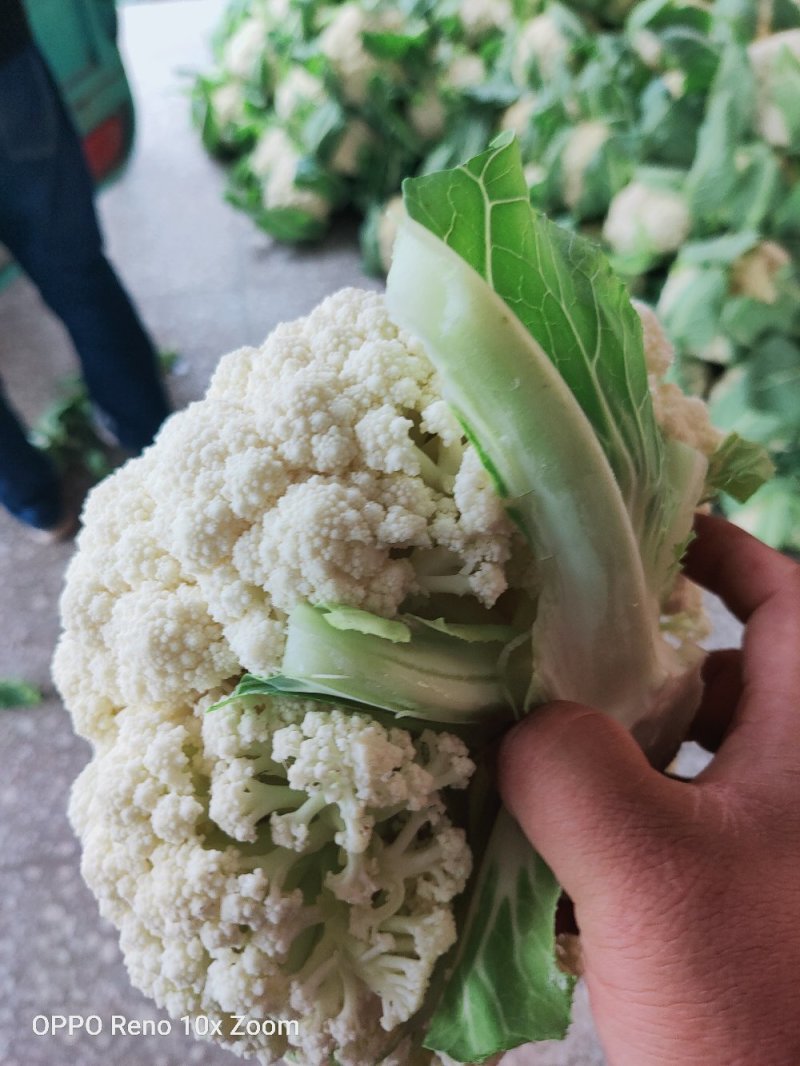 松花白面青梗，白菜花，基地直供，专业诚信代办！