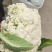 松花白面青梗，白菜花，基地直供，专业诚信代办！